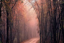 福建男篮客场淘汰对手，进军季后赛